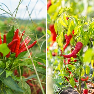 Puede incluir: Primer plano de dos plantas de chile rojo con chiles rojos maduros creciendo en las ramas. Las plantas tienen hojas verdes y est&aacute;n creciendo en un jard&iacute;n.