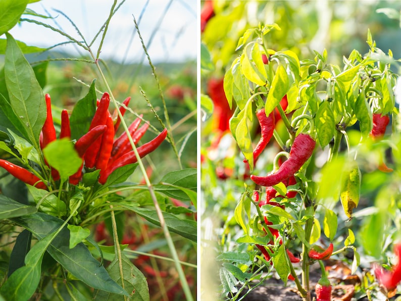 Puede incluir: Primer plano de dos plantas de chile rojo con chiles rojos maduros creciendo en las ramas. Las plantas tienen hojas verdes y est&aacute;n creciendo en un jard&iacute;n.