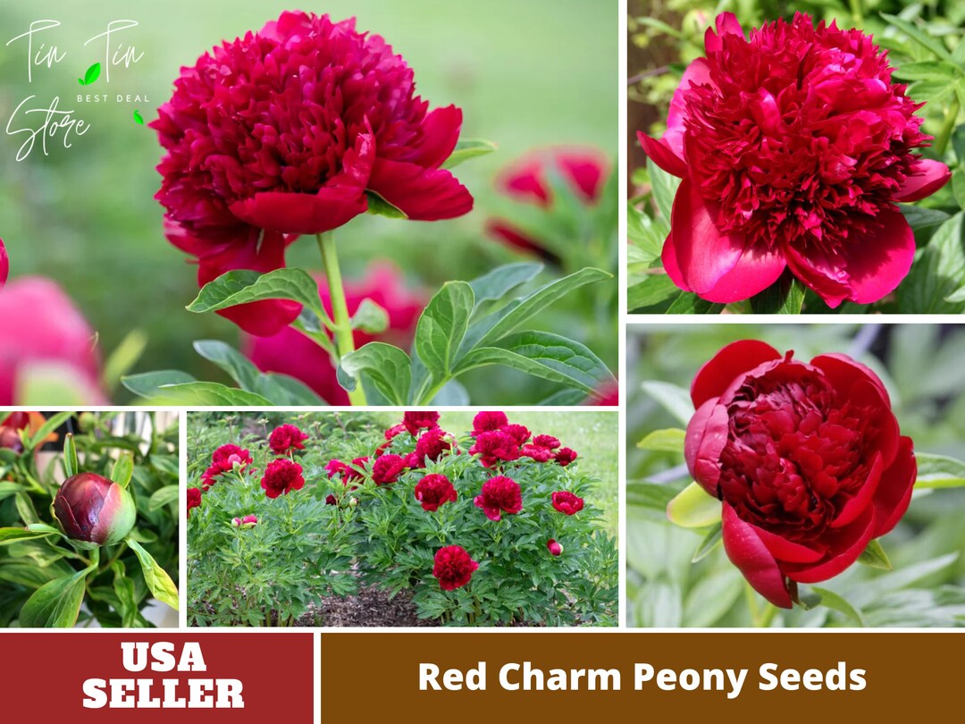 10 Rare Seeds Red Charm Peony Seeds perennial authentic Seedsflowers organic. Non GMO vegetable