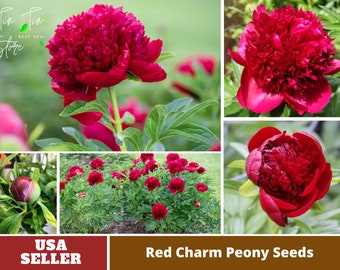 10+ Rare Seeds| Red Charm Peony Seeds -Perennial -Authentic Seeds-Flowers -Organic. Non GMO -Vegetable Seeds-Mix Seeds for Plant-B3G1#B041