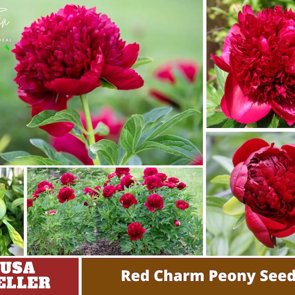 10+ Rare Seeds| Red Charm Peony Seeds -Perennial -Authentic Seeds-Flowers -Organic. Non GMO -Vegetable Seeds-Mix Seeds for Plant-B3G1#B041