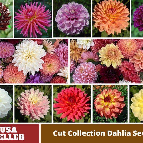 Cut Collection Dahlia Seeds - Perennial -Authentic Seeds-Flowers -Organic. Non GMO -Vegetable Seeds-Mix Seeds for Plant-B3G1#D040