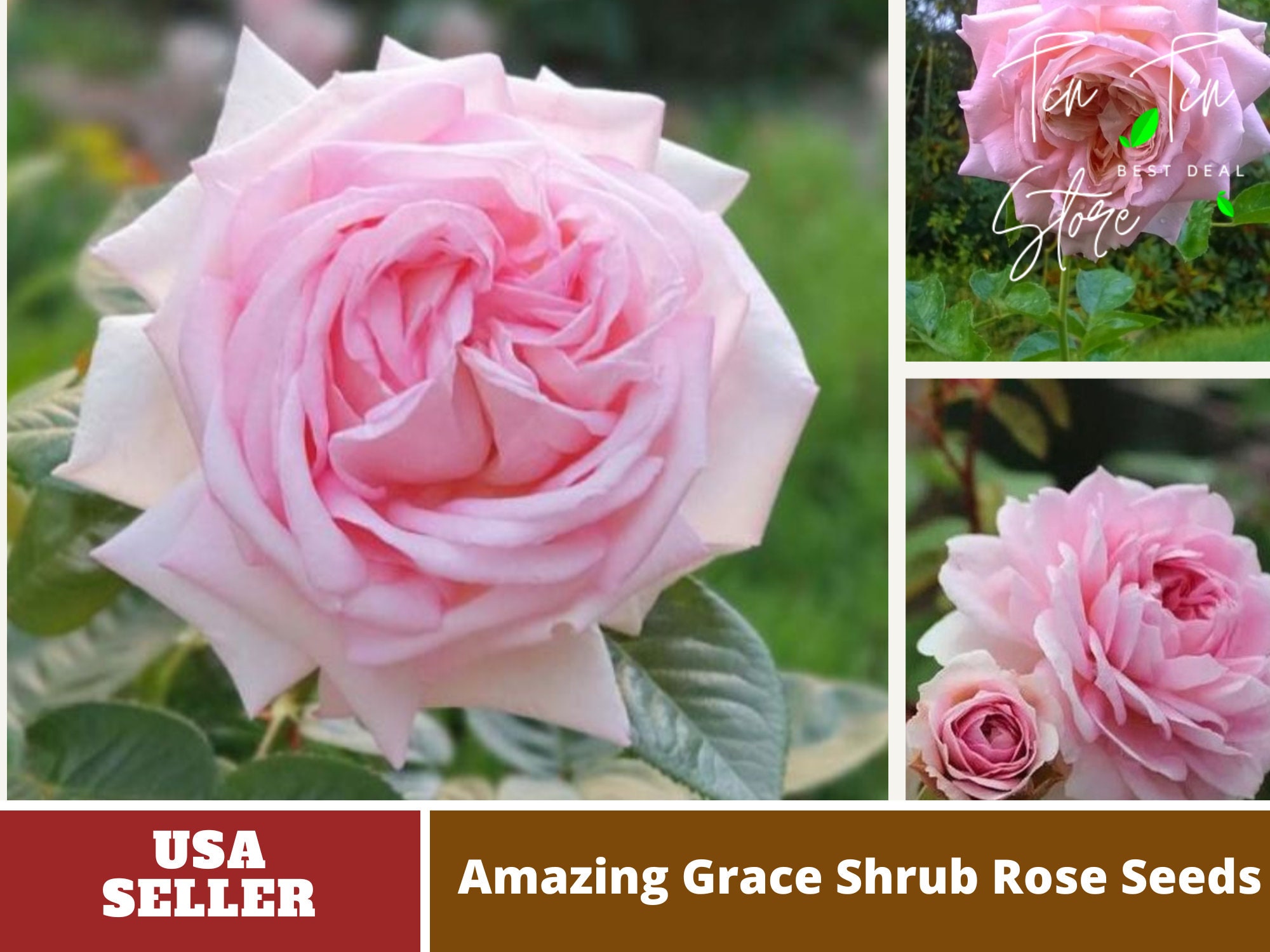 Pink Amazing Grace Shrub Rose Seeds Seeds Perennial authentic flowers  organic. Non GMO mix Seeds for Plant-b3g11036. - Etsy Sweden