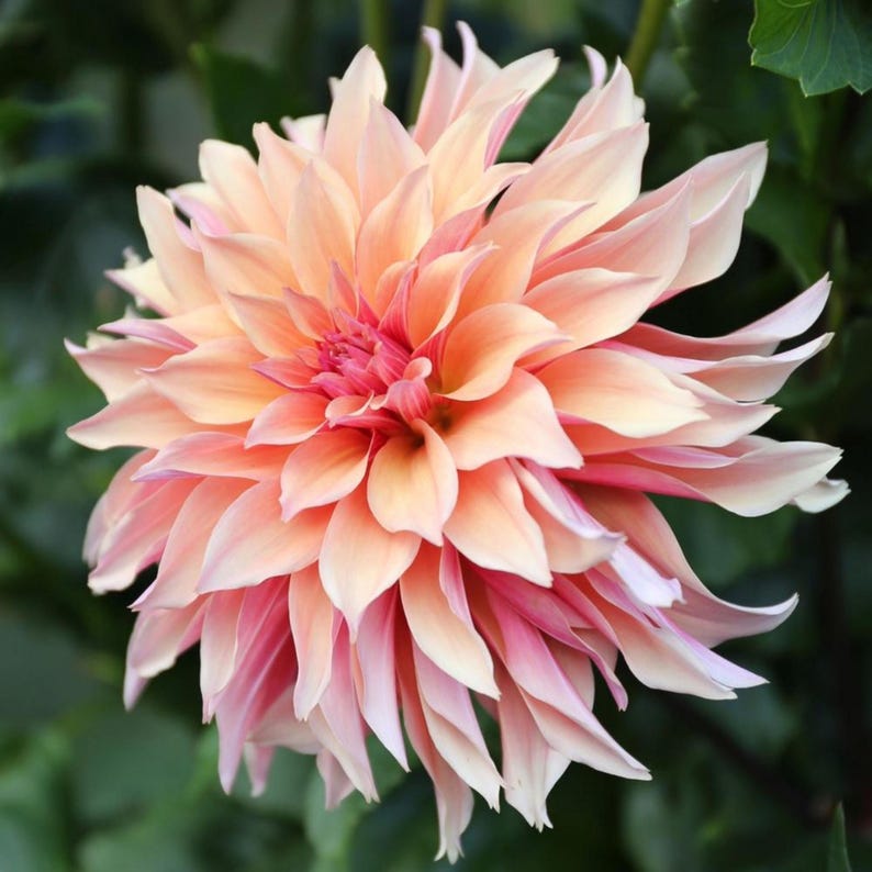 40+ Labyrinth Dahlia Seeds - Pollinator Friendly- Open Pollinated - Heirloom - Flower Seeds - Mix Seeds to Plant - .#D013 image 14