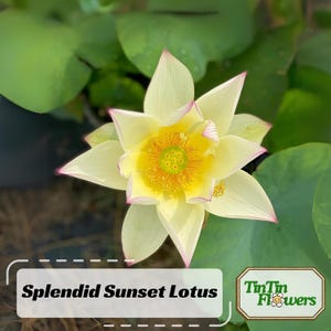 5+ Rare Seeds| Splendid Sunset Lotus Seeds - Indian Lotus (Nelumbo nucifera) Seeds - Clumping- Flower Seeds -  Edible - Cold Resistant #Q020