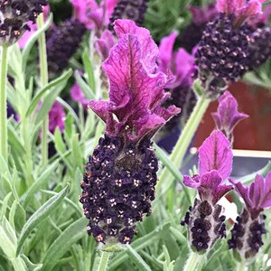Pode incluir: Close-up de uma flor de lavanda roxa com bot&otilde;es de cor roxa escura. A flor tem uma apar&ecirc;ncia enrugada e est&aacute; em plena flora&ccedil;&atilde;o.