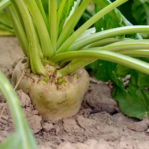May include: Close-up of a sugar beet plant. The bulbous, light-green root is partially buried in brown soil. Long, green stalks and leaves extend upwards and outwards from the root. The image is well-lit, highlighting the plant's texture.