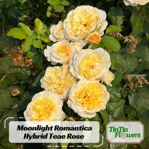 Moonlight Romantica Hybrid Tea Rose Seeds-Perennial-Authentic Seeds -climbing - Late Winter to Early Spring Planting Tim