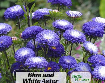 Blue and White (Pompon) Aster Seeds - Callistephus Chinensis - Asteraceae-Seed for Flower Gardens & Pollinator Butterflies