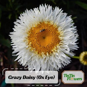 100s|Crazy Daisy (Ox Eye) -Perennial -Authentic Seeds-Flowers -Organic. Non GMO -Vegetable Seeds-Mix Seeds for Plant-.#N013