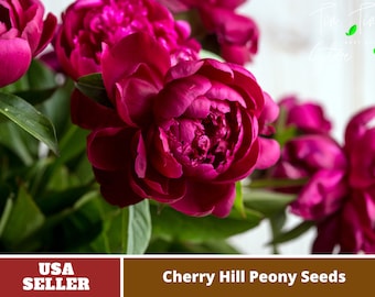 10+ Rare Seeds|  Cherry Hill Peony Seeds -Authentic Seeds-Flowers -Organic. Non GMO -Vegetable Seeds-Mix Seeds for Plant-B3G1# B005