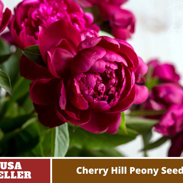 10+ Rare Seeds|  Cherry Hill Peony Seeds -Authentic Seeds-Flowers -Organic. Non GMO -Vegetable Seeds-Mix Seeds for Plant-B3G1# B005