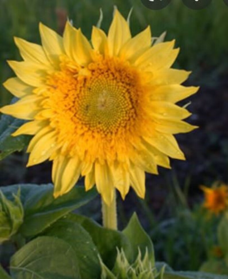 25 Seeds Starburst Greenburst Sunflower Seedsperennial Etsy