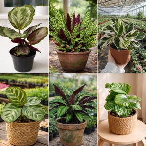May include: A collection of potted Calathea plants, showcasing various leaf patterns and colors. The plants are in different pots, including black plastic, terracotta, and woven baskets. The leaves display shades of green, white, and burgundy.