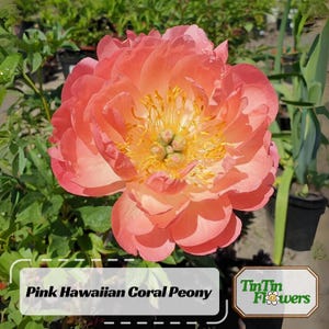 10 Seeds | Pink Hawaiian Coral Peony Seeds -Paeonia - Attract butterflies - Open-Pollinated - Organic - Heirloom-.# B001