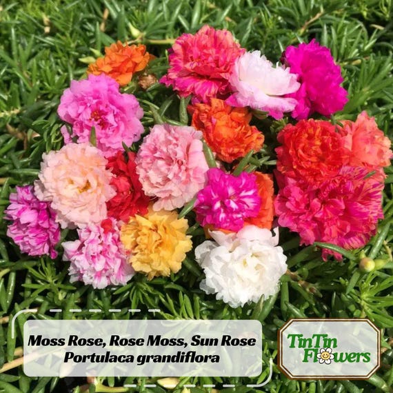 30+ Portulaca grandiflora - Moss Rose Seeds - Purslanes Seeds - Heirloom Succulent - Colorful Flowers - Drought Tolerant -  #8152