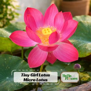 5+ Rare Seeds| Tiny Girl Lotus - Micro Lotus Seeds- Indian Lotus (Nelumbo nucifera) Seeds- Miniature Water Lily- Bonsai Lotus for Pots #Q048