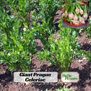 Giant Prague Celeriac Seeds - Heirloom Root Vegetable - Large Knob Celery Root - Cold Hardy - Easy to Grow Garden Crop