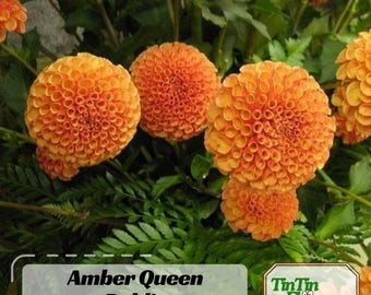 Amber Queen Dahlia Seeds-Pollinator Friendly- Open Pollinated - Heirloom - Flower Seeds - Mix Seeds to Plant - .#D005|