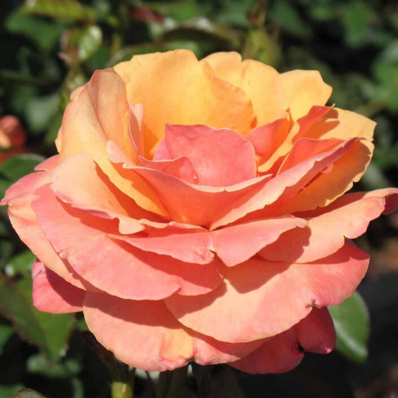 TinTinTinFlowers Anna's Promise Rose Seeds - Thumbnail 5