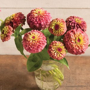 Queen Red Lime Zinnia Seeds | Open-Pollinated, (30 Seeds) image 10