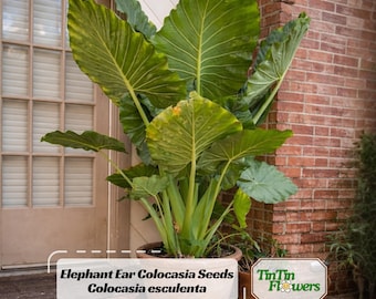 May include: A large Elephant Ear plant, Colocasia esculenta, with broad, green leaves, is potted in a terracotta pot. The plant is positioned near a brick wall and a wooden door. The image includes text that reads "Elephant Ear Colocasia Seeds" and "TinTin Flowers".