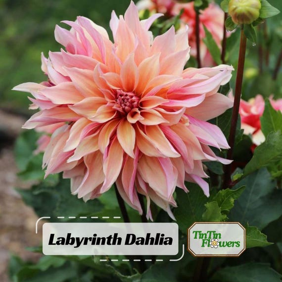 40 Seeds | Labyrinth Dahlia Seeds - Pollinator Friendly- Open Pollinated - Heirloom - Flower Seeds - Mix Seeds to Plant - .#D013
