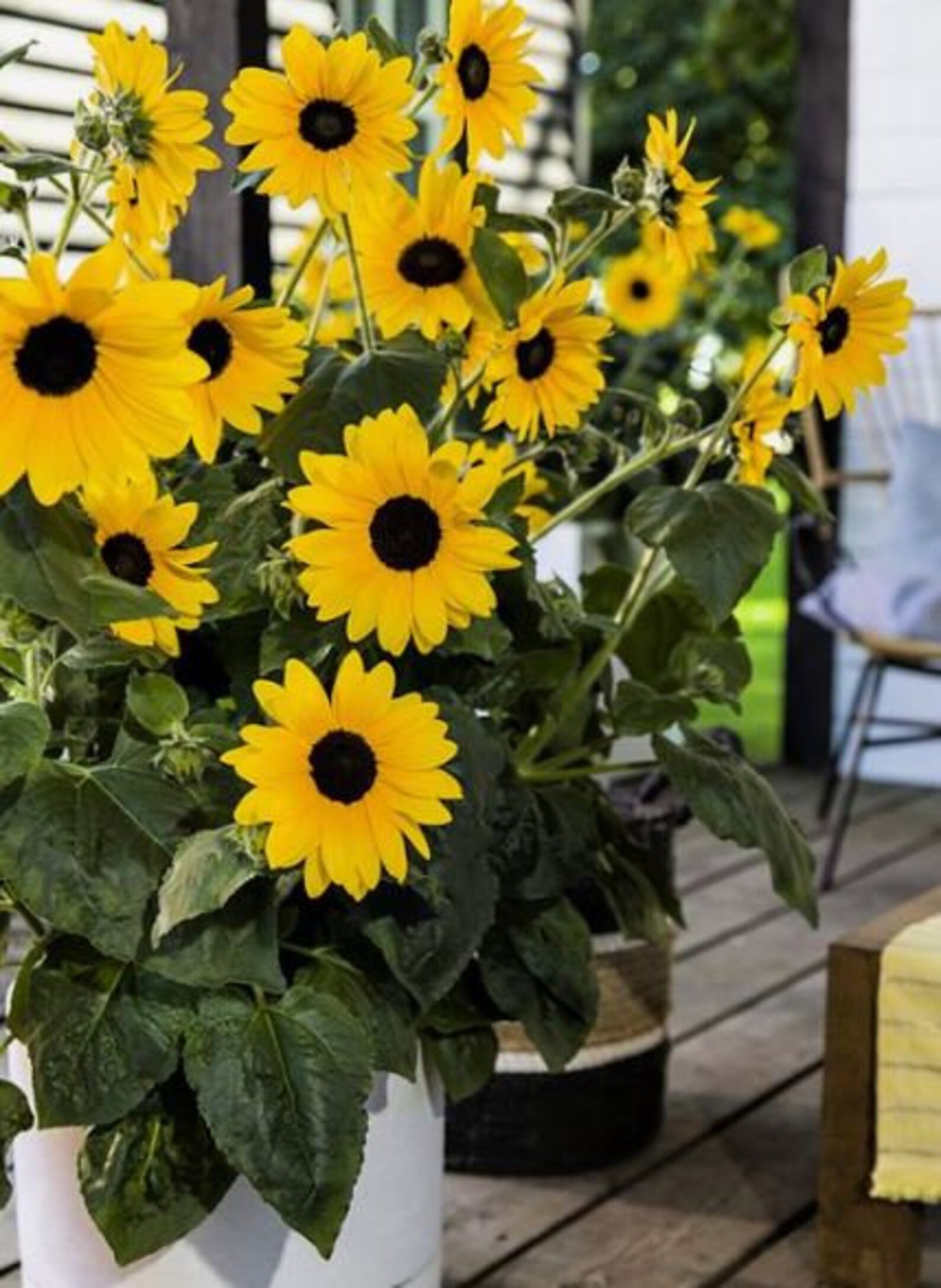 25 Seedsyellow Dwarf Sunflower Seeds perennial authentic Etsy