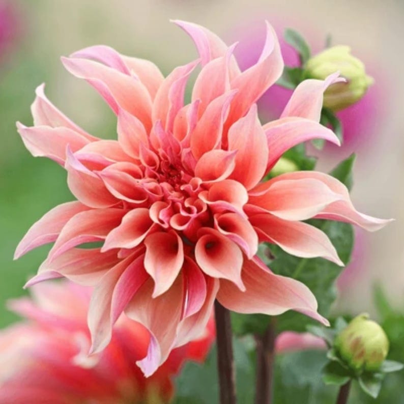 May include: A close-up of a pink dahlia flower with delicate petals. The flower is in full bloom and has a soft, pastel color.