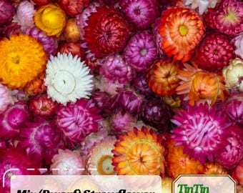 100s|Strawflower (Dwarf) Seeds-Tom Thumb Mix-Perennial -Authentic Seeds-Flowers -Organic. Non GMO -Mix Seeds for Plant-. #K004