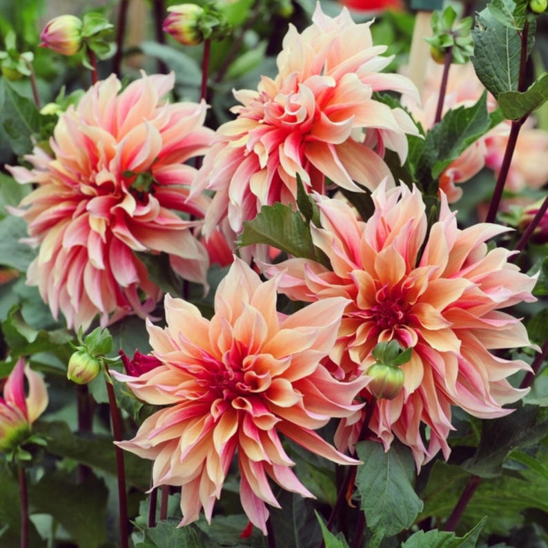 40+ Labyrinth Dahlia Seeds - Pollinator Friendly- Open Pollinated - Heirloom - Flower Seeds - Mix Seeds to Plant - .#D013 image 9