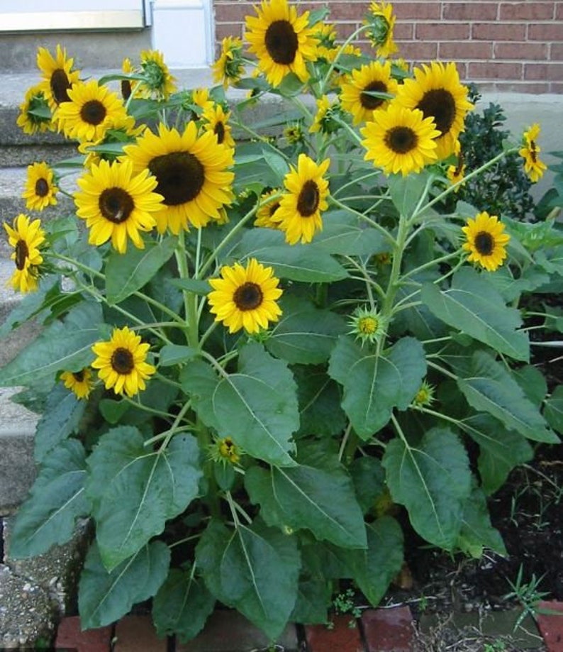 25 Seedsyellow Dwarf Sunflower Seeds perennial authentic Etsy