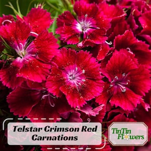 30 Seeds| Telstar Crimson Red  Carnations - Dianthus Seeds  - Pot Seeds -Cut Flowers -Easy to Grow - Cold Resistant- Heat Tolerant#ca29
