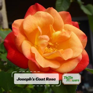 30+ Climbing Joseph's Coat Rose Seeds, Blooms, Easy to Grow, Trellises & Fences, Non-GMO Seeds, Fragrant Garden Beauty #1053.