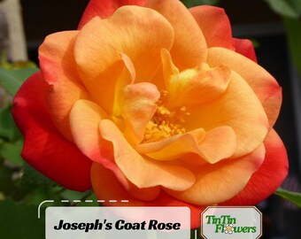 Joseph's Coat, climber – Antique Rose Emporium