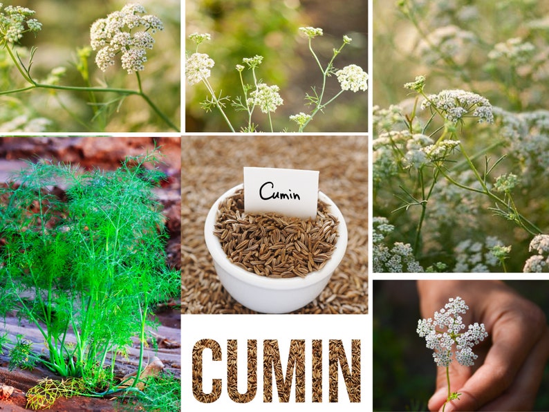 45 Seeds Cumin Cuminum cyminum Seeds Authentic Seeds GMO Free Vegetable Herb B3G1 6015 image 8