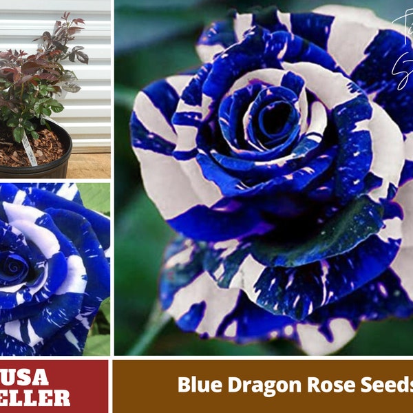 Blue and White Rose Seeds- Perennial -Authentic Seeds-Flowers -Organic. Non GMO-Vegetable Seeds-Mix Seeds for Plant-B3G1#1082.