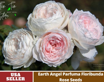 Pink Earth Angela Floribund Rose Seeds- Perennial -Authentic Seeds-Flowers -Organic. Non GMO -Seeds for Plant-B3G1#1059