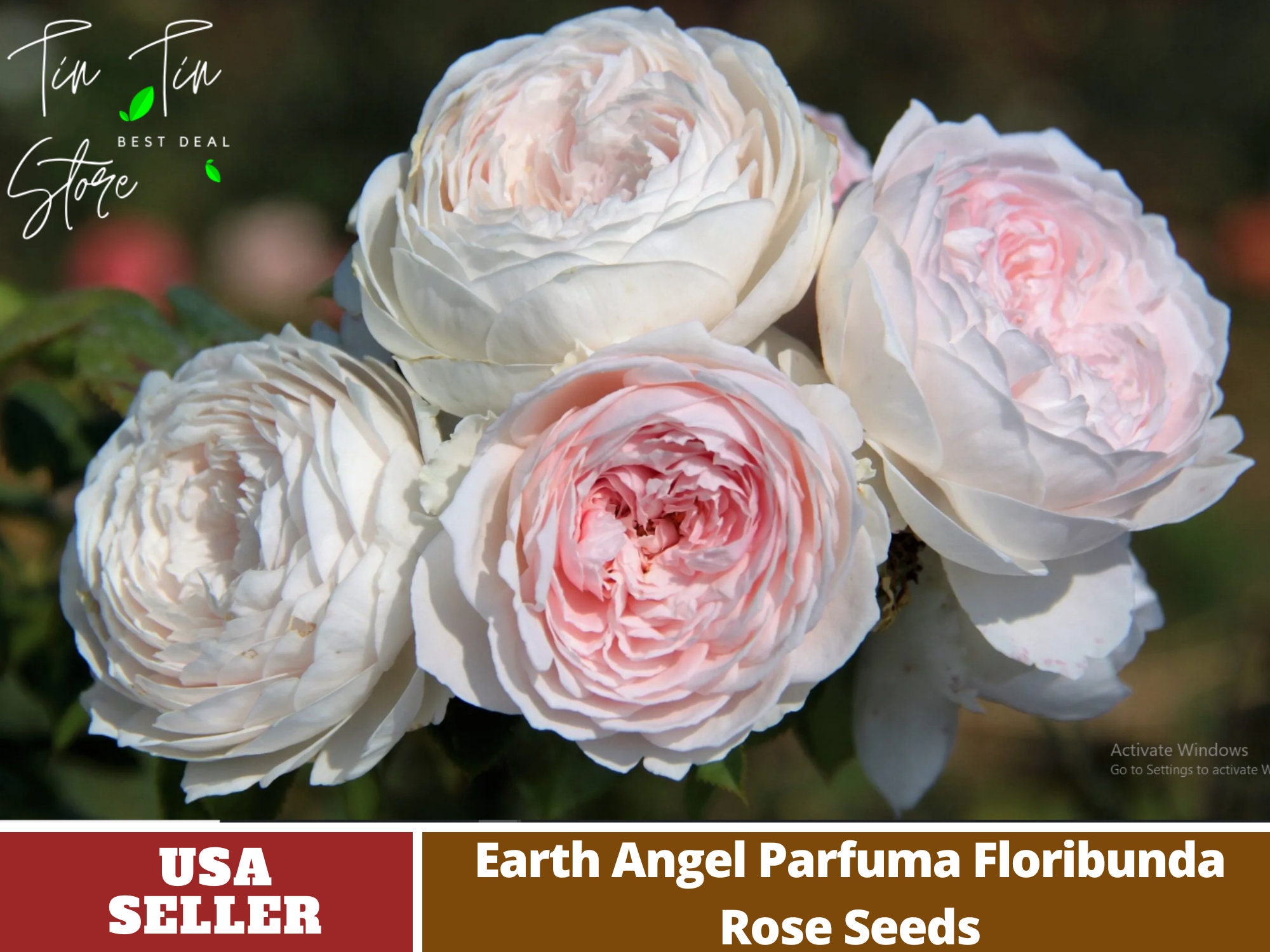 Table rose sale seeds online