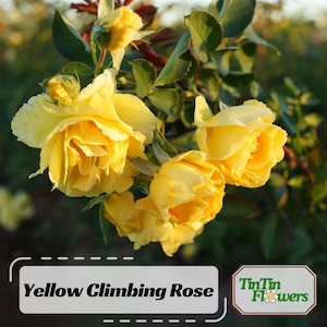 rose♤rose il_fullxfull.6144281764_f23q.jpg