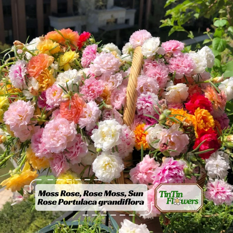 May include: A woven basket overflowing with colorful Moss Roses, including shades of pink, white, yellow, orange, and red. The flowers are in full bloom, creating a vibrant display. The image includes text that reads "Moss Rose, Rose Moss, Sun Rose Portulaca grandiflora."
