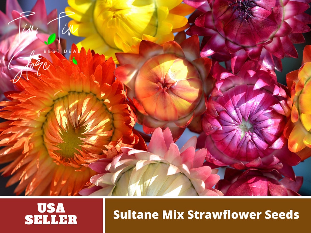 Sultane Strawflower Mix Seedsperennial authentic Seedsflowers organic