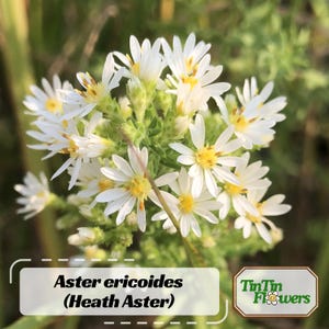 May include: Close-up of white Aster ericoides flowers, also known as Heath Aster, with yellow centers. The flowers are clustered together and have a delicate appearance. The image includes the text "Aster ericoides (Heath Aster)" and "TinTin Flowers".