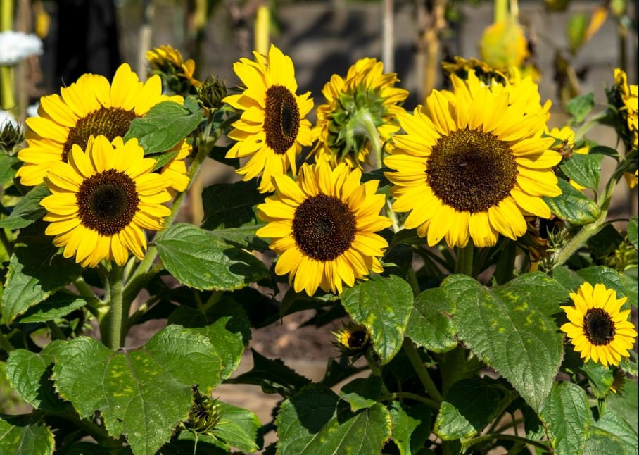 25 Seedsyellow Dwarf Sunflower Seeds perennial authentic Etsy