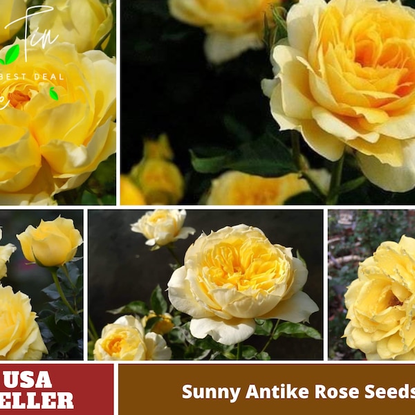 32+ Seeds| Sunny Antike Rose Seeds-Perennial -Authentic Seeds-Flowers -Organic. Non GMO -Vegetable Seeds-Mix Seeds for Plant-B3G1 #1178