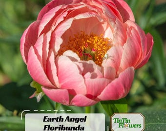 10 Seeds | Pink Hawaiian Coral Peony Seeds -Paeonia - Attract butterflies - Open-Pollinated - Organic - Heirloom-.# B001