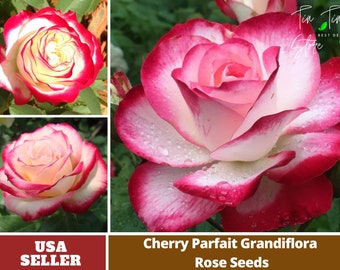 Cherry Parfait Rose Seed- Perennial -Authentic Seeds-Flowers -Organic. Non GMO -Vegetable Seeds-Mix Seeds for Plant-B3G1 #1086