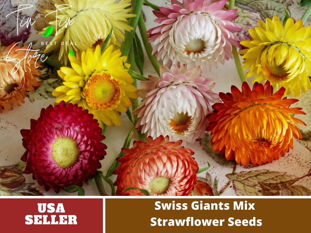 Swiss Giants Mix Strawflower Seeds Perennial authentic Seedsflowers