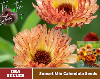 Sunset Mix Calendula Seeds-Perennial -Authentic Seeds-Flowers -Organic. Non GMO -Vegetable Seeds-Mix Seeds for Plant-B3G1#H004