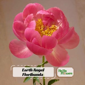 Pink Hawaiian Coral Peony Seeds -Perennial - Paeonia - Attract butterflies - Open-Pollinated -  - Heirloom